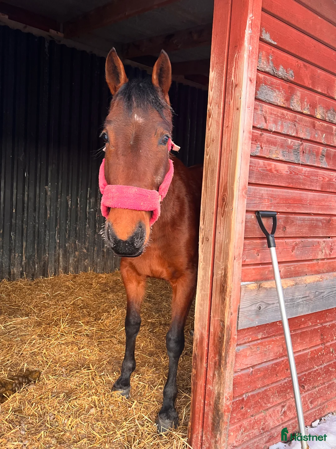 Allround hästar till salu: Social & snäll häst i Gustafs - Annons 2