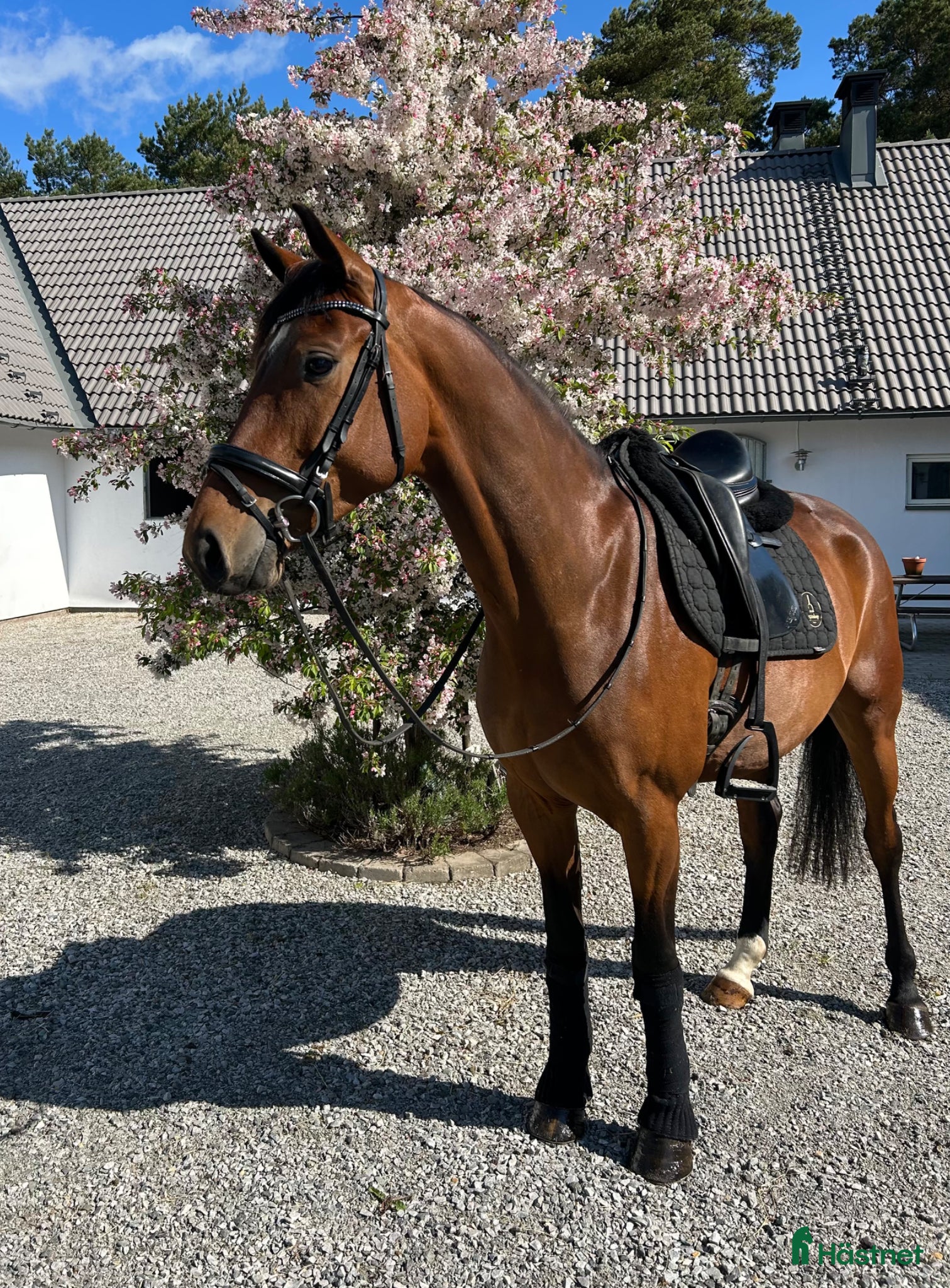  hästar Dressyrstjärna med toppstam! - Annons 3