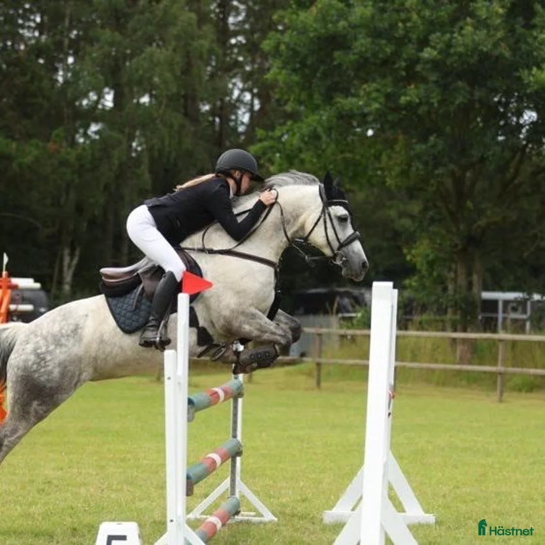 Hoppning hästar till salu: Koncurrence pony - Annons 2