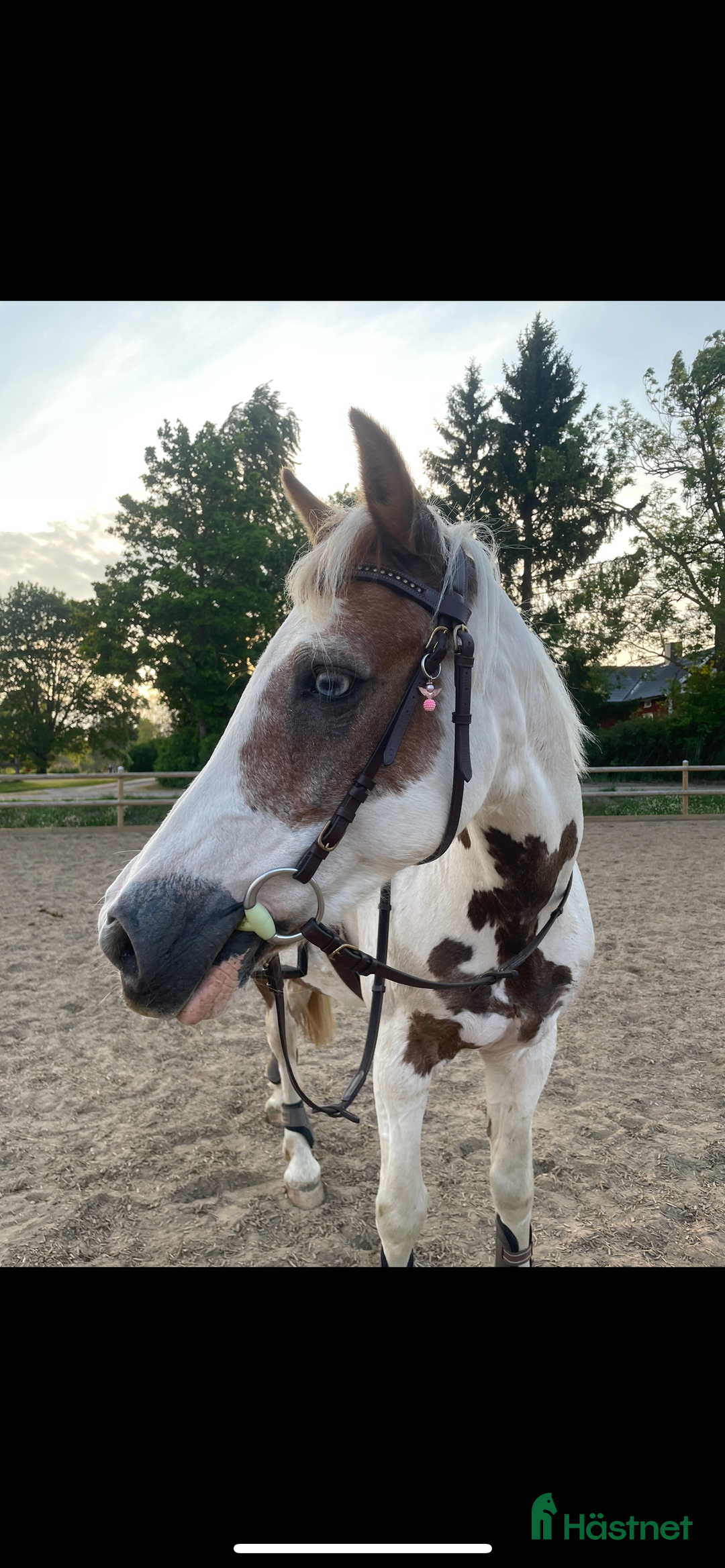 Allround hästar till salu: Foder ponny i Tidaholm - Annons 3