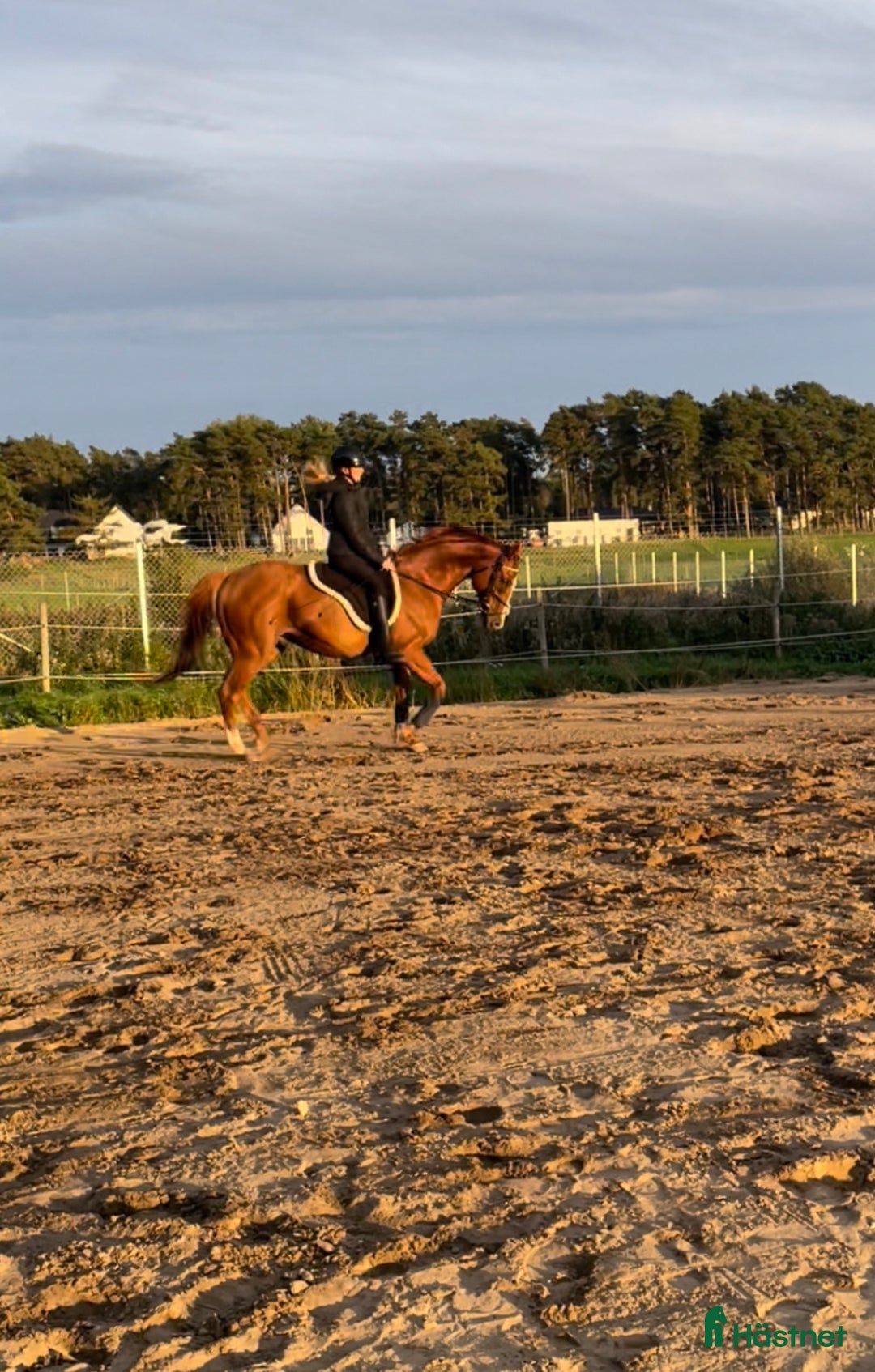 Allround hästar till salu: Fantastiskt fullblod i Löddeköpinge - Annons 3