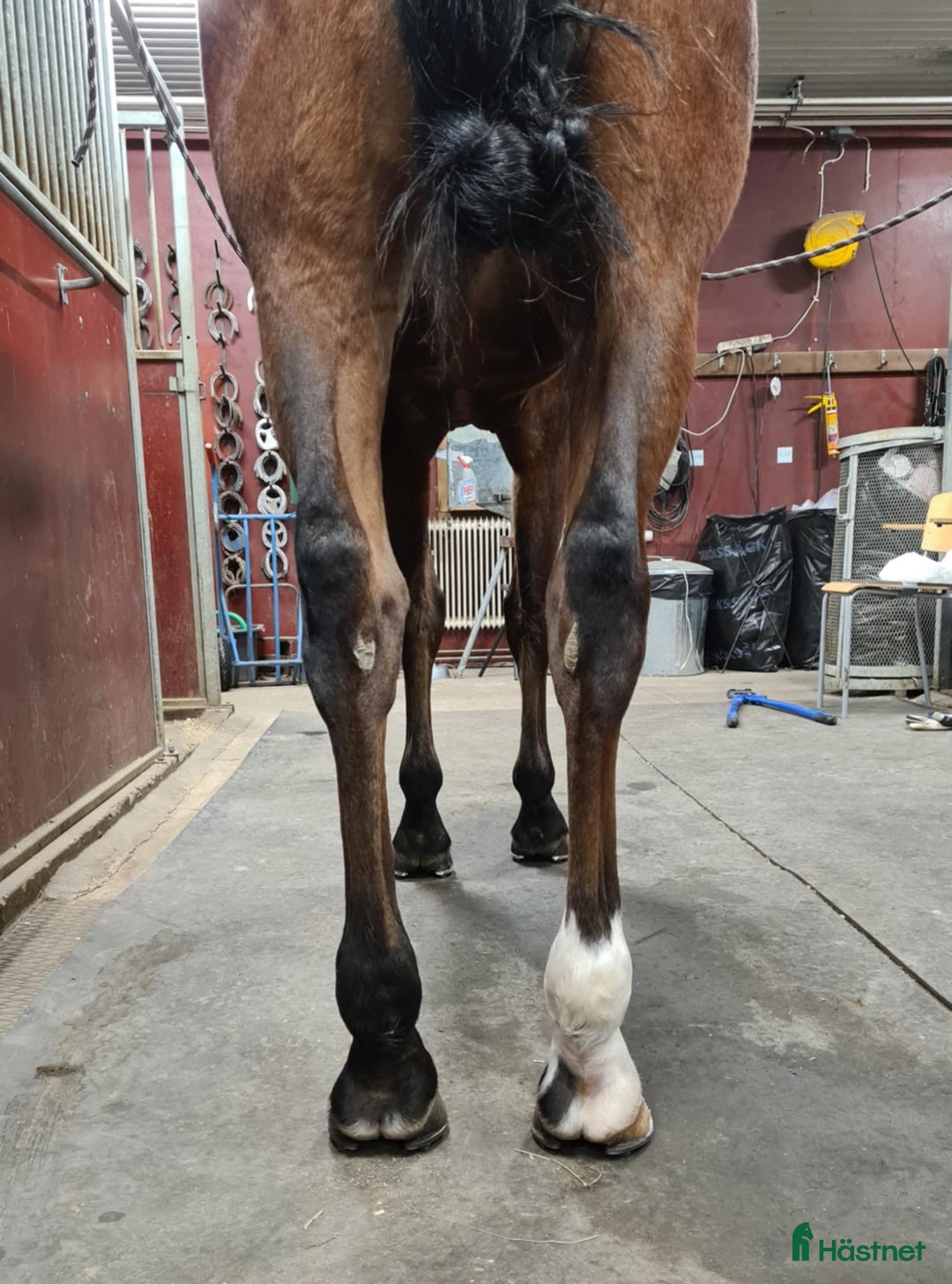 Trav hästar till salu: Starthäst i Piteå - Annons 8