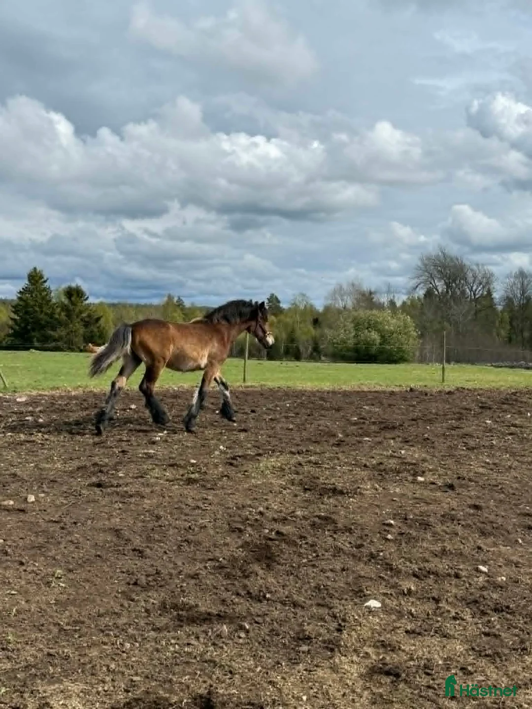 Allround hästar till salu: Nordsvensk 1 års hingst i Norrhult - Annons 4