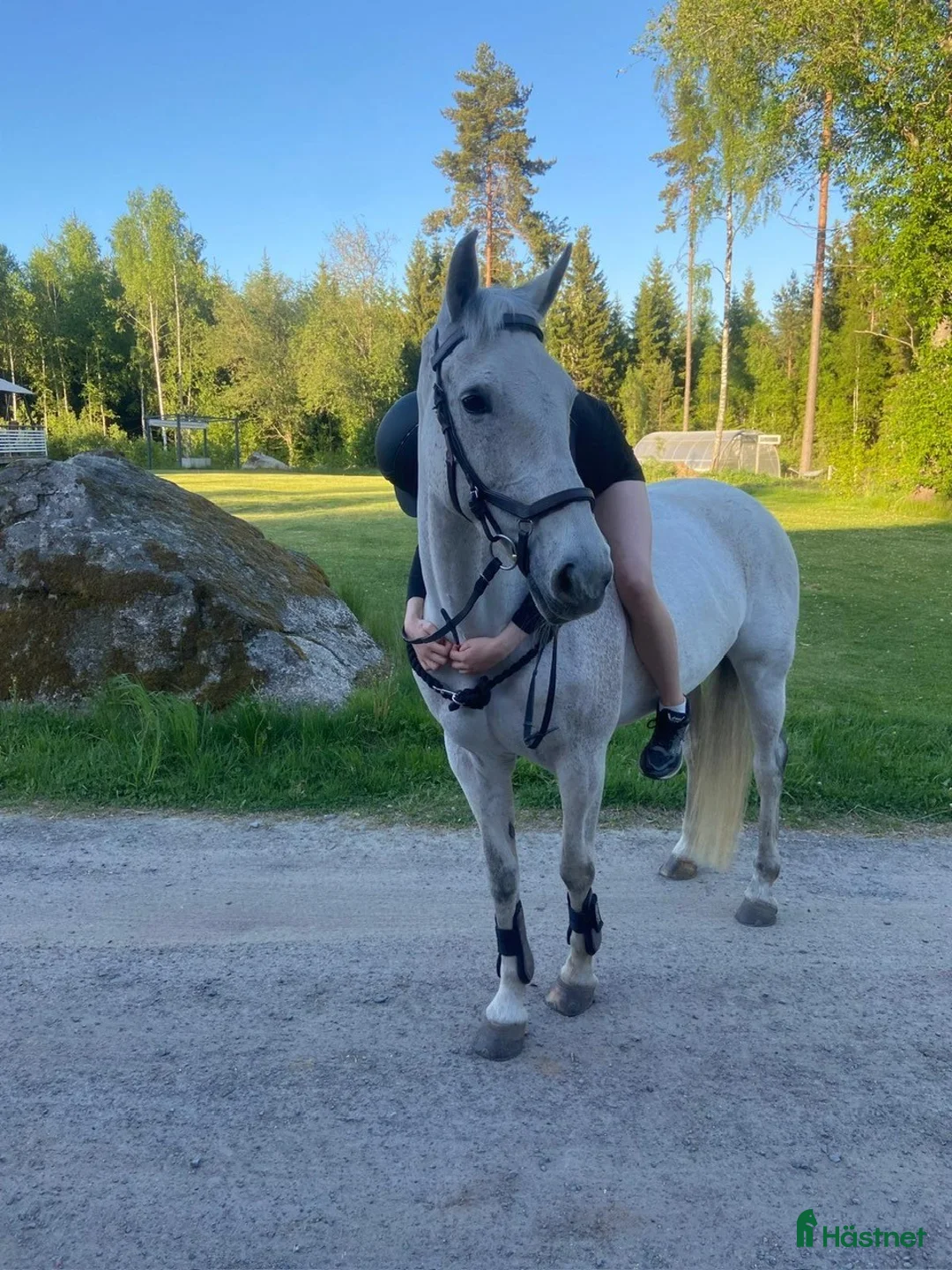 Hoppning hästar till salu: Drömponnyn Vera till salu! - Annons 2