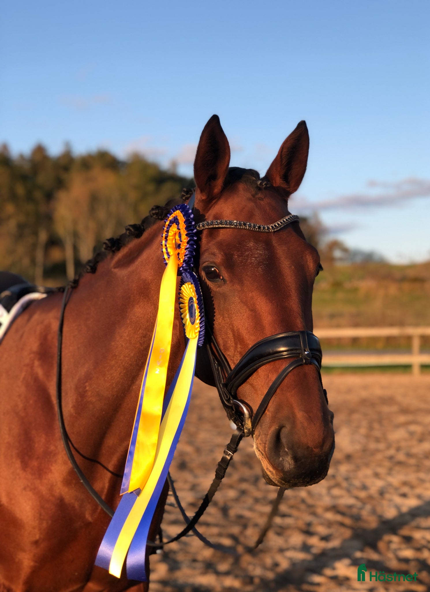  hästar Bästa vän för lättare klasser i dressyr  - Annons 2
