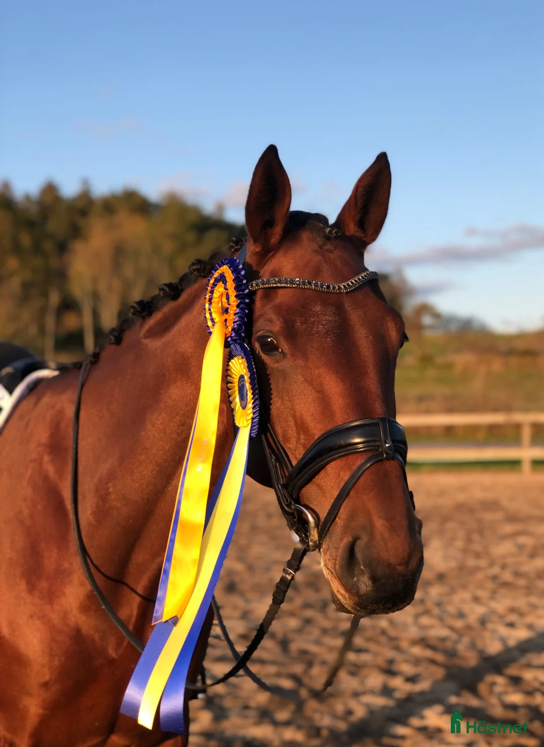 Dressyr hästar till salu: Bästa vän för lättare klasser i dressyr  - Annons 1