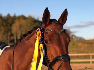 hästar Bästa vän för lättare klasser i dressyr - Annons 18