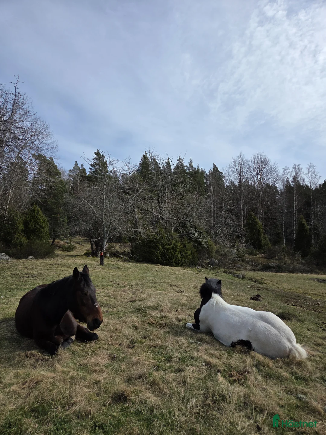  medryttarhäst finnes: Medryttare sökes! i Horn - Annons 6