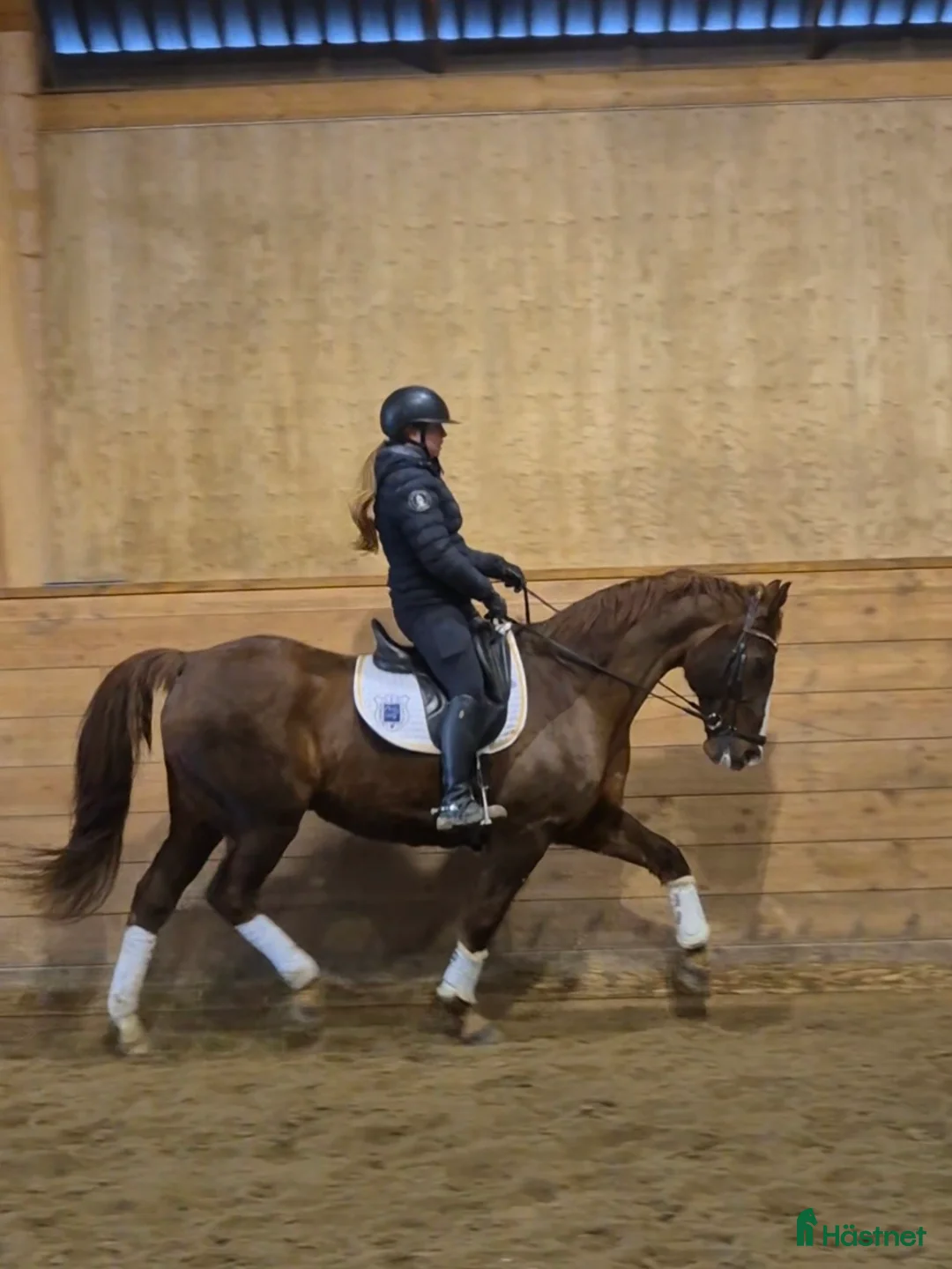 Allround hästar till salu: Kille i sina bästa år i Askersund - Annons 1