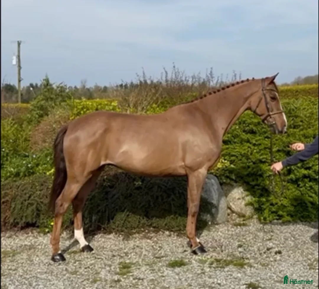 Hoppning hästar till salu: Super trevlig valack 7år  - Annons 1