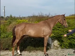 Hoppning hästar till salu: Super trevlig valack 7år - Annons 1