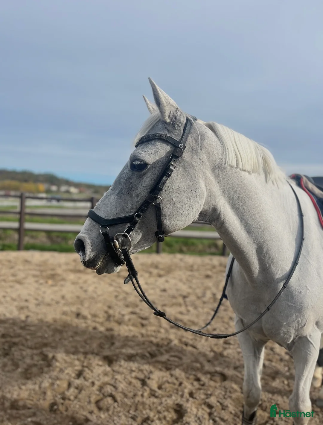 Allround hästar till salu: En ponny för hela familjen - Annons 2