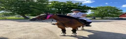  hästservice finnes: 🐴 Utbildning & förmedling på Stall Ljunganäs 🌿 - Annons 3