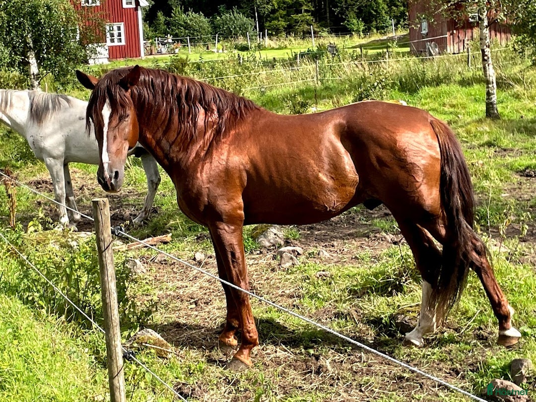  avel finnes: PRE-hingst till avel i Blidsberg - Annons 1