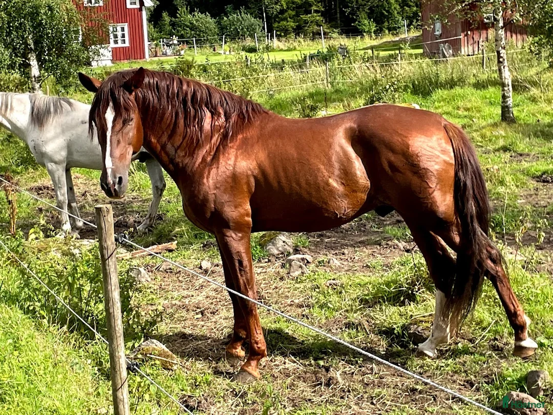  avel finnes: PRE-hingst till avel i Blidsberg - Annons 2