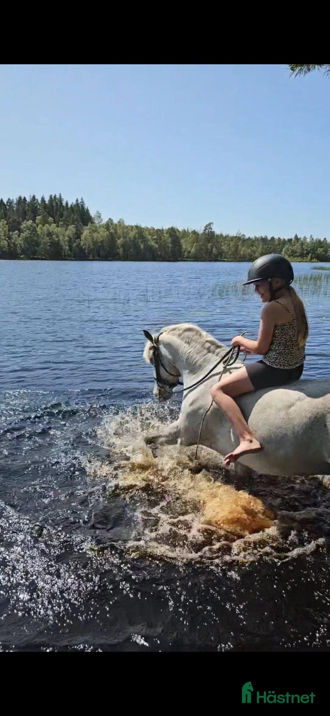 Hoppning hästar till salu: Trevlig läromästare  - Annons 6
