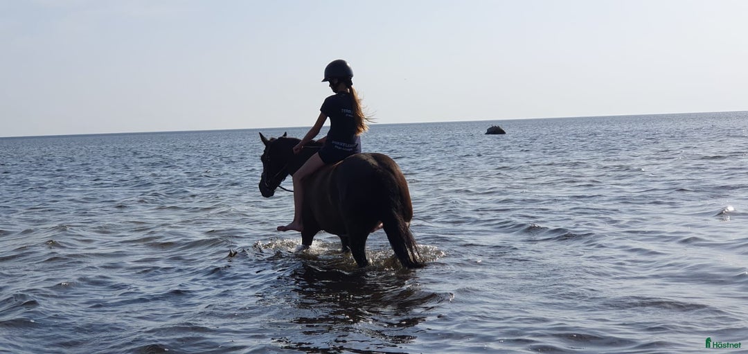 Hoppning hästar till salu: Bästa ponnyn söker ny kärleksfull familj  i Malmö - Annons 14