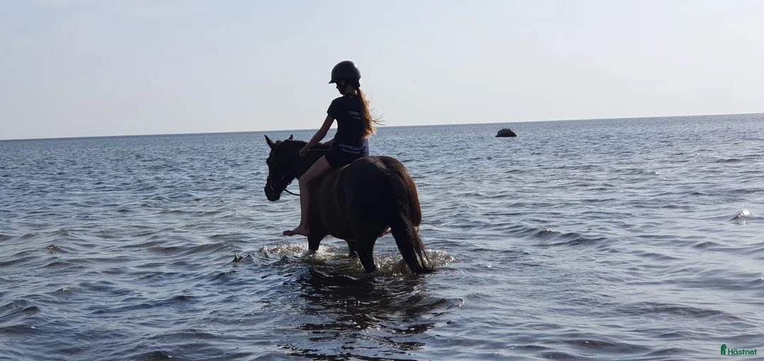 Hoppning hästar till salu: Bästa ponnyn söker ny kärleksfull familj  - Annons 10