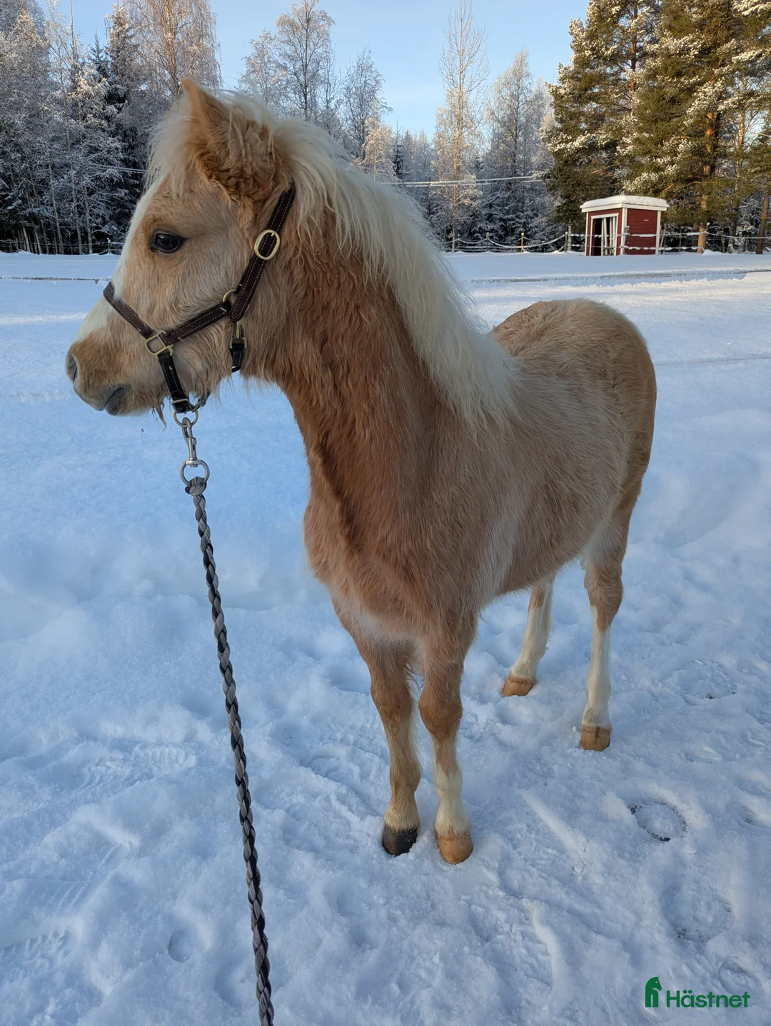 Allround hästar till salu: Vacker Lovande Kille . - Annons 2