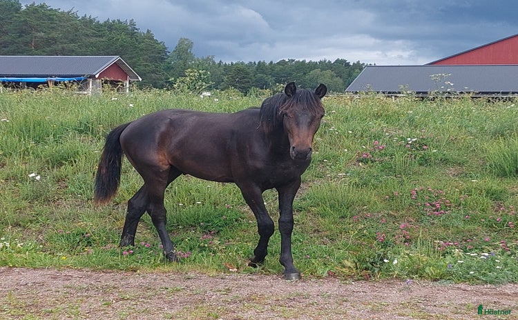  hästar En vacker Prins  VIDEO i Brottby - Annons 6