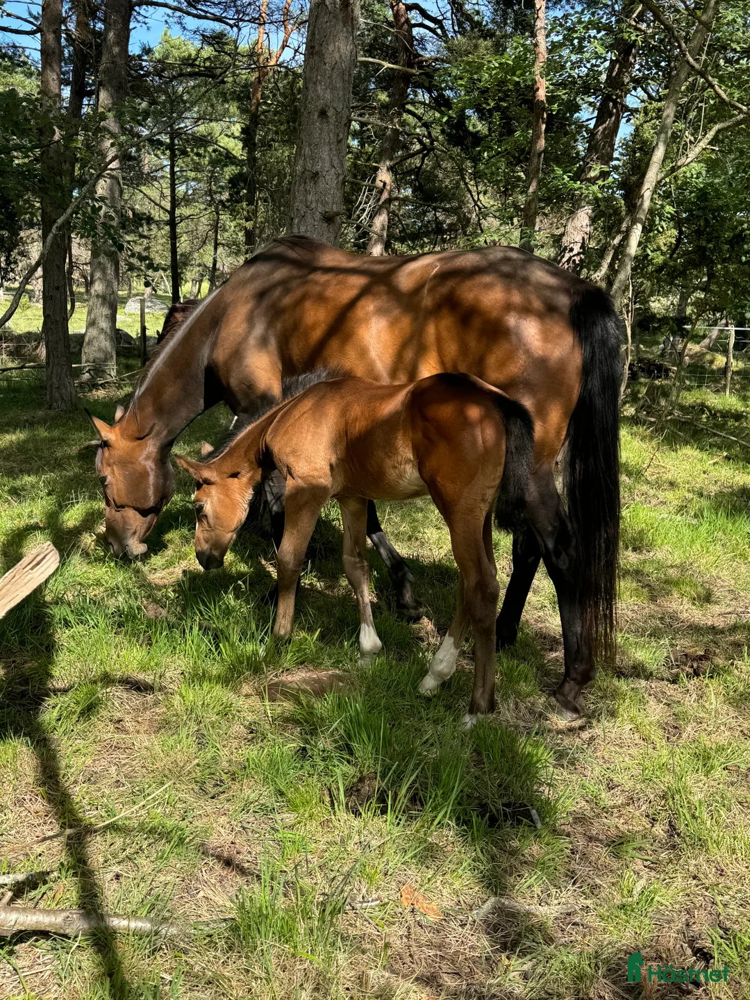 Hoppning hästar till salu: Fin valack med bra stam! i Fårö - Annons 5