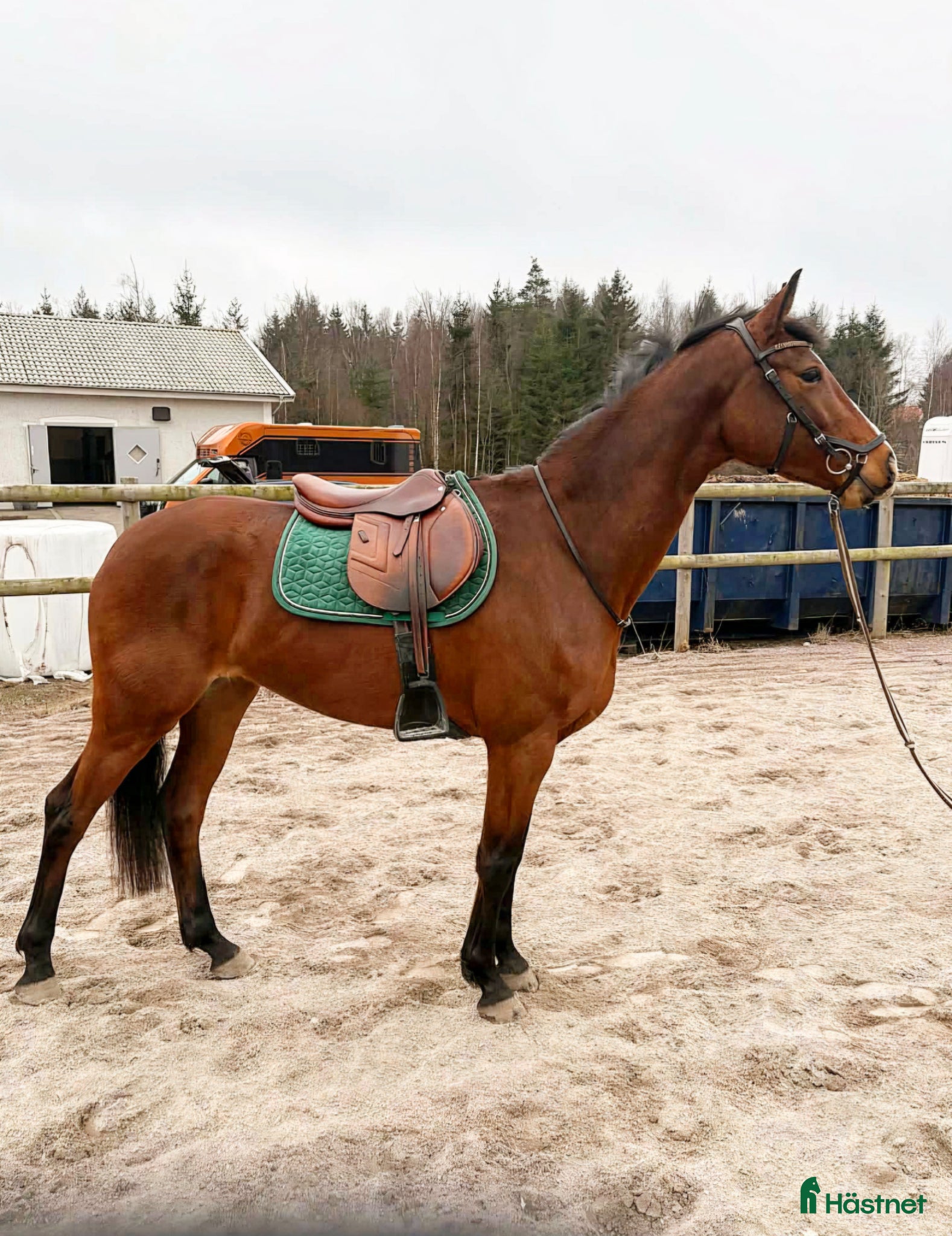 Hoppning hästar till salu: Fyraårssto e: Crusader Ice ue: Careful  - Annons 1