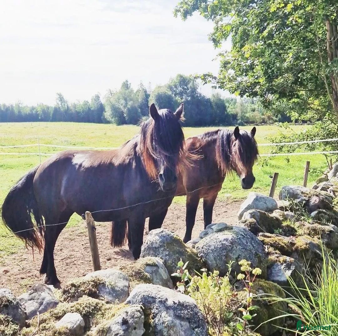  foderhäst finnes: Kallblod söker fodervärd i Göteborg - Annons 2