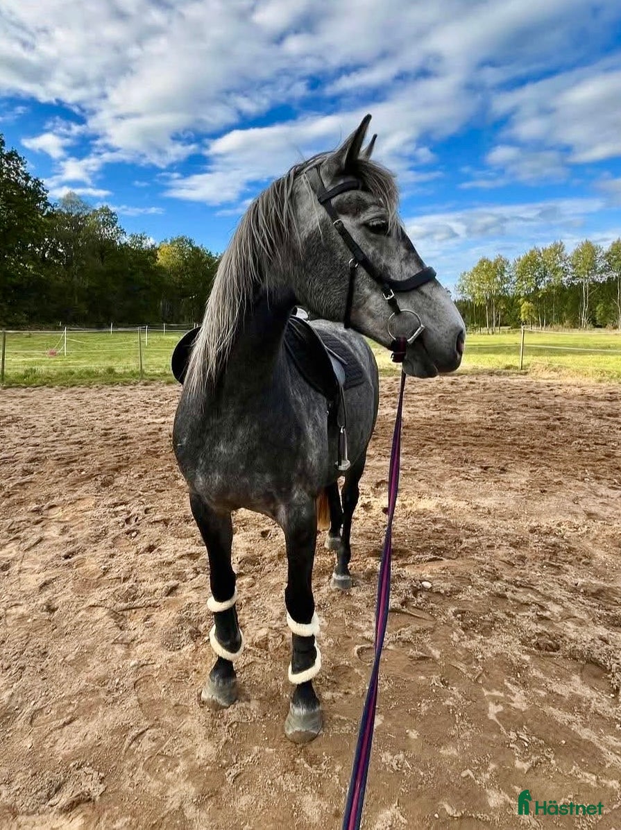  foderhäst Fodervärd sökes . SVÅR projekthäst - Annons 16