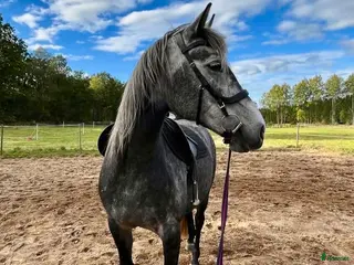 foderhäst Fodervärd sökes . SVÅR projekthäst - Annons 13