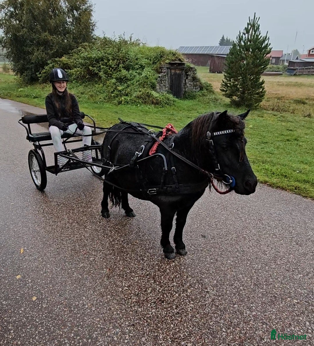 Sällskap hästar till salu: Vacker söt liten ponny i Venjan - Bild 4