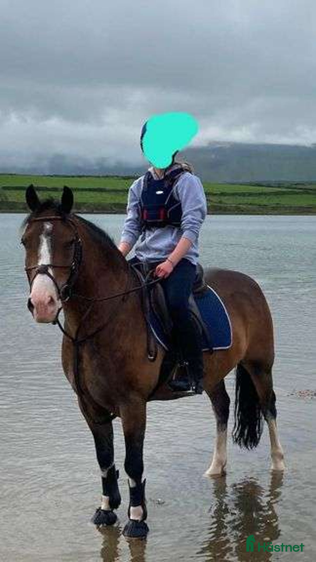 Hoppning hästar till salu: Selection of Irish ponies i Ljungby - Annons 23