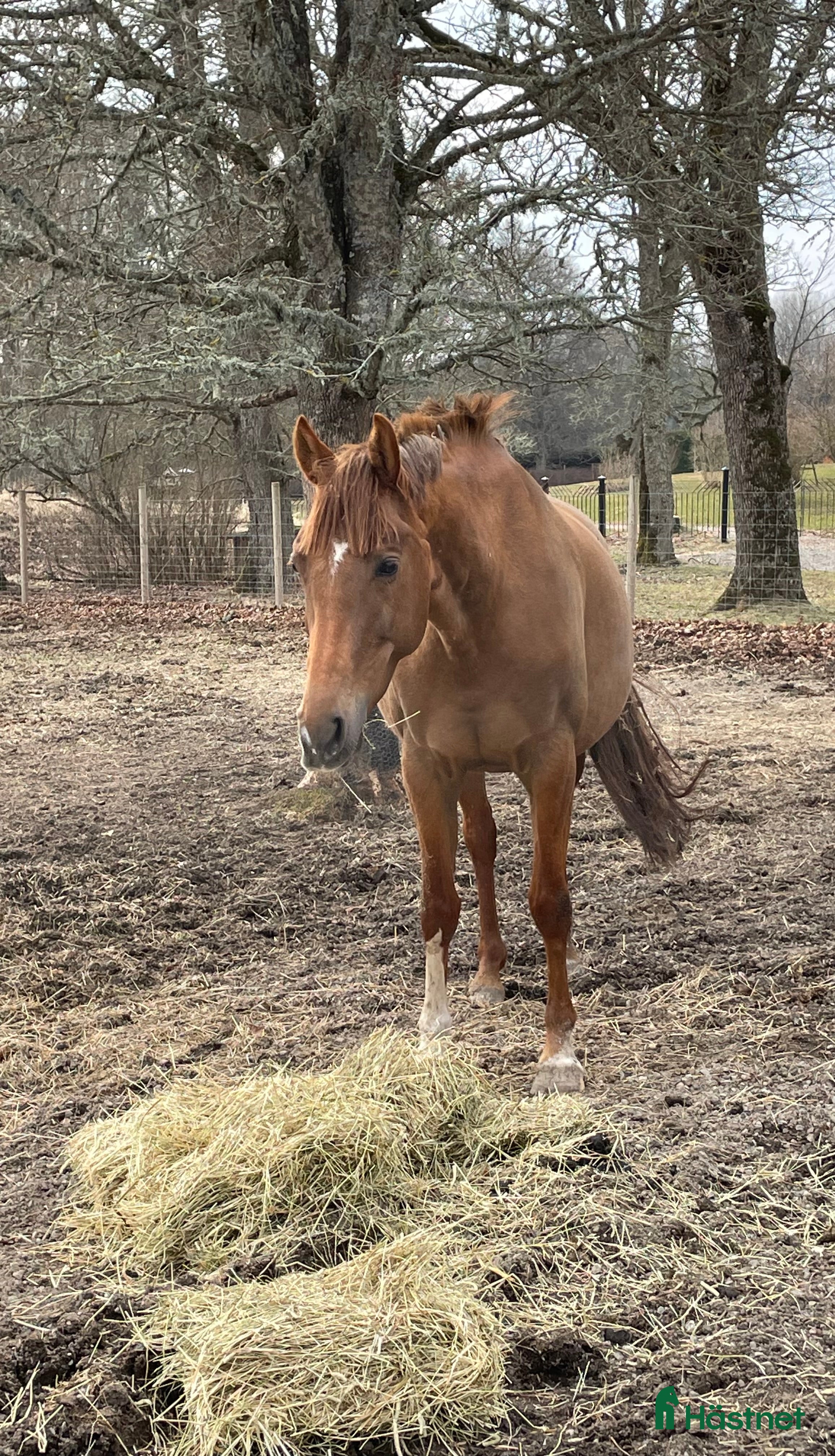  hästar Fint avelssto  i Hjortkvarn - Annons 1