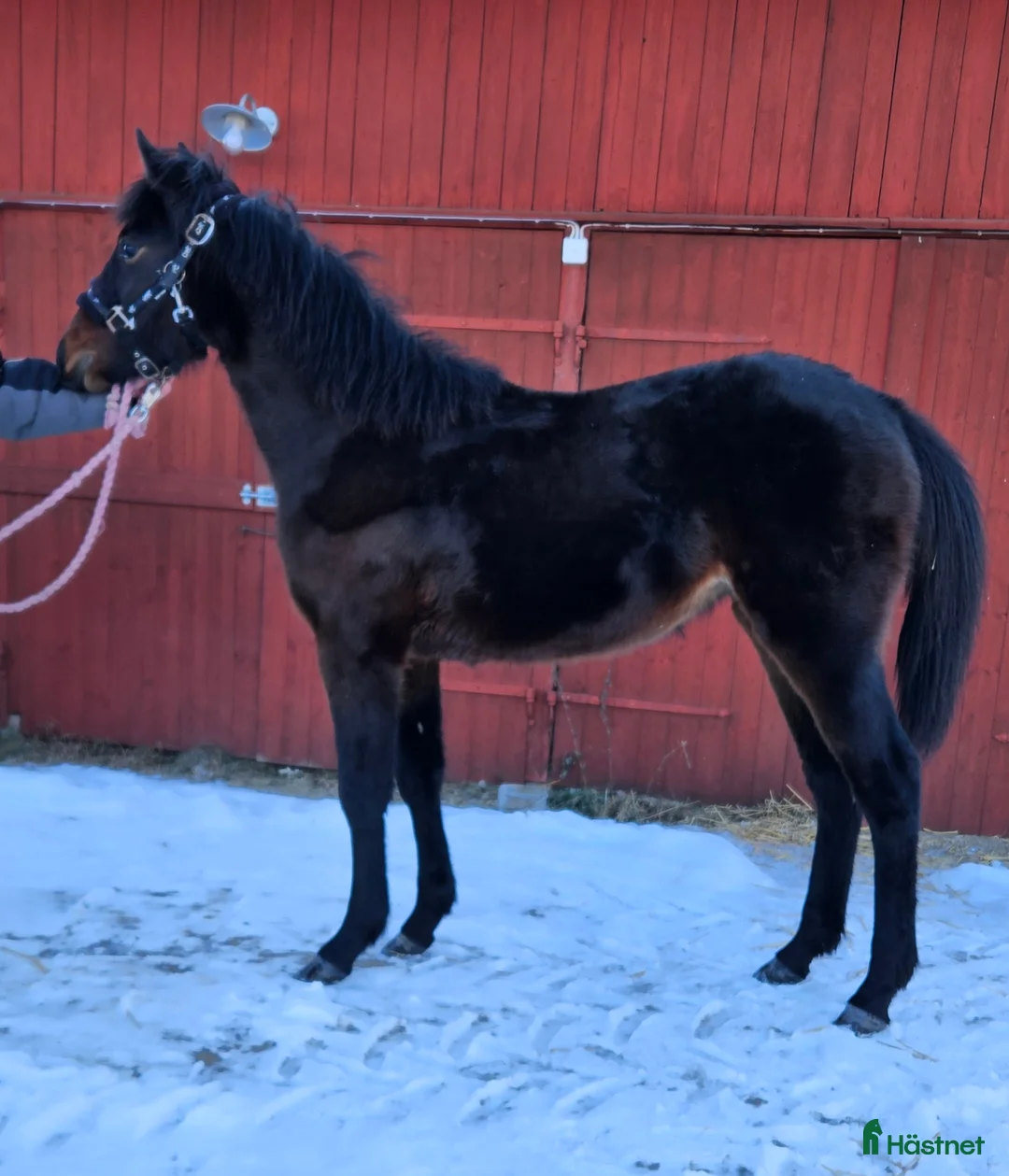 Trav hästar till salu: Trevlig åring - Annons 1