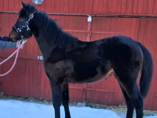 hästar Trevlig åring - Annons 2