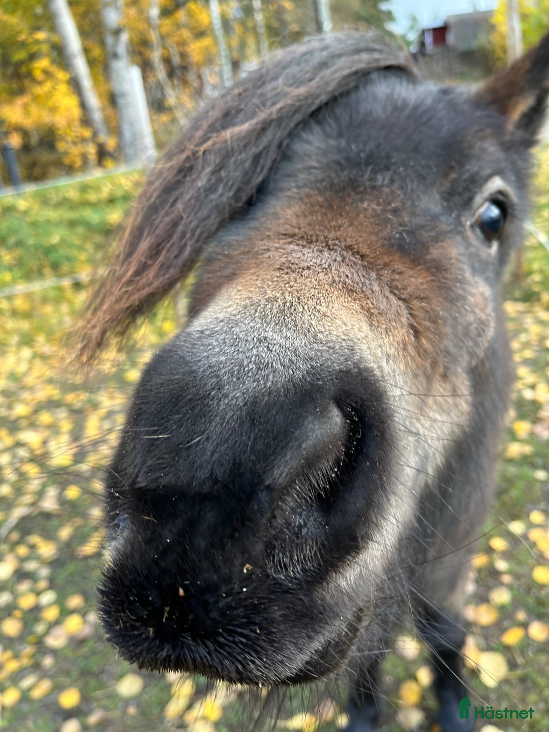 Allround hästar till salu: Fantastiskt sto  i Visingsö - Annons 4