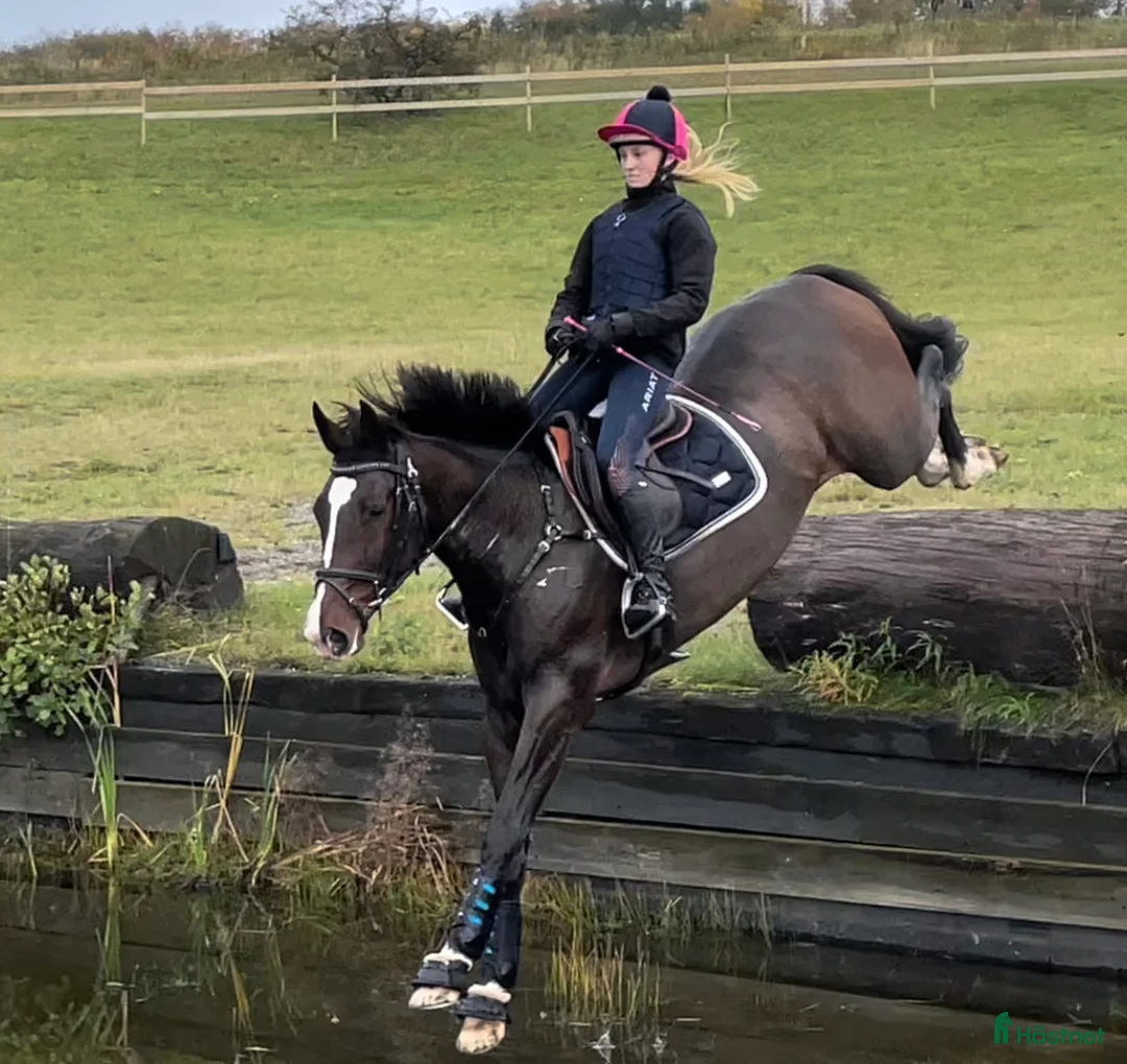 Avelshästar hästar till salu: Powermamma! - Annons 6