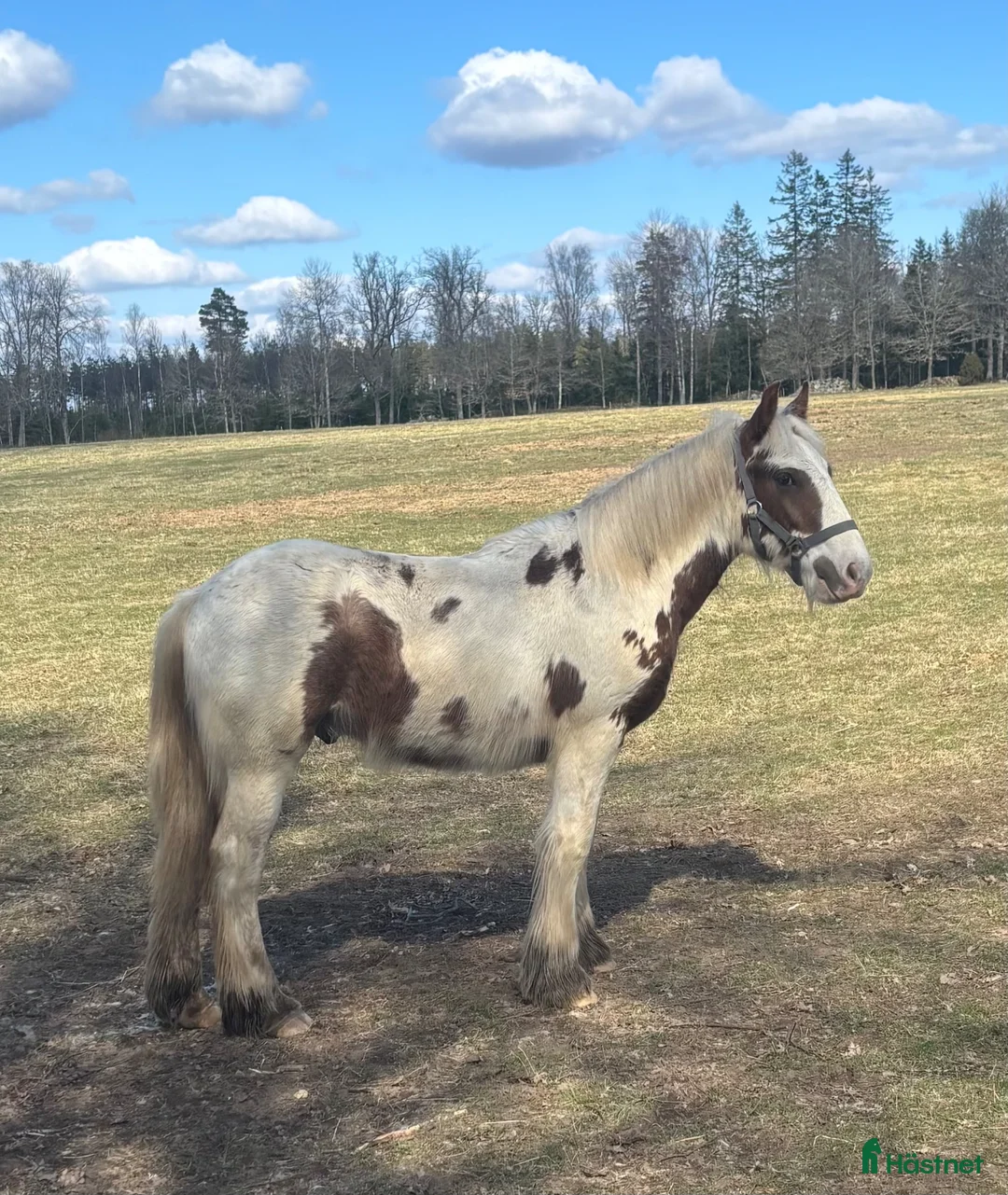 Allround hästar till salu: Hanterad mer än de flesta  - Annons 2