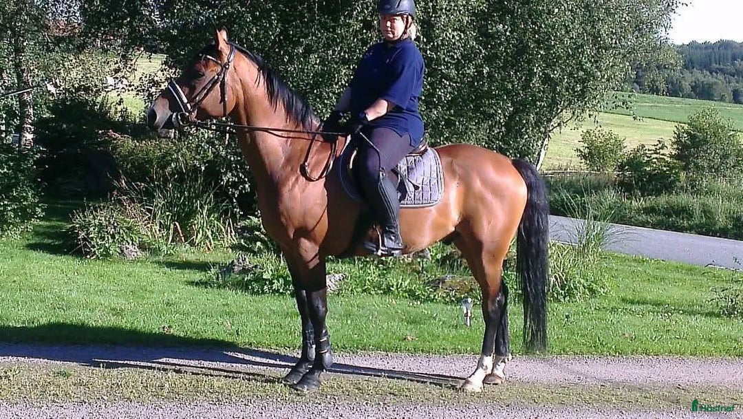 Allround hästar till salu: BIG BEN behöver nytt kärleksfullt hem i Höör - Annons 13