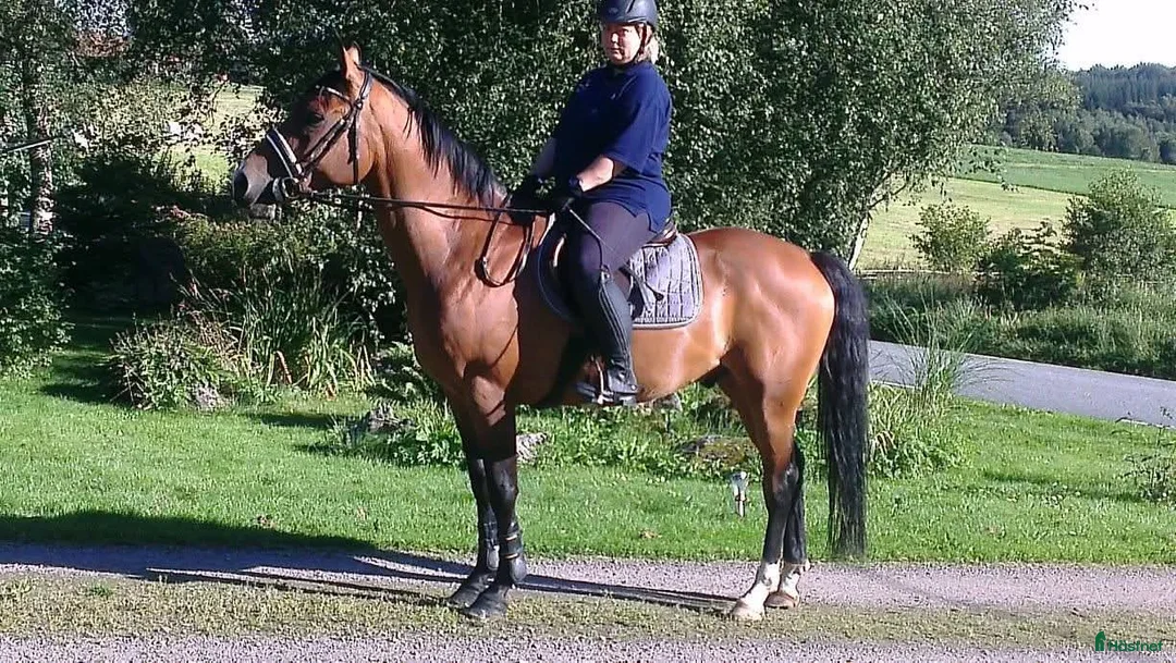 Allround hästar till salu: BIG BEN behöver nytt kärleksfullt hem - Annons 13