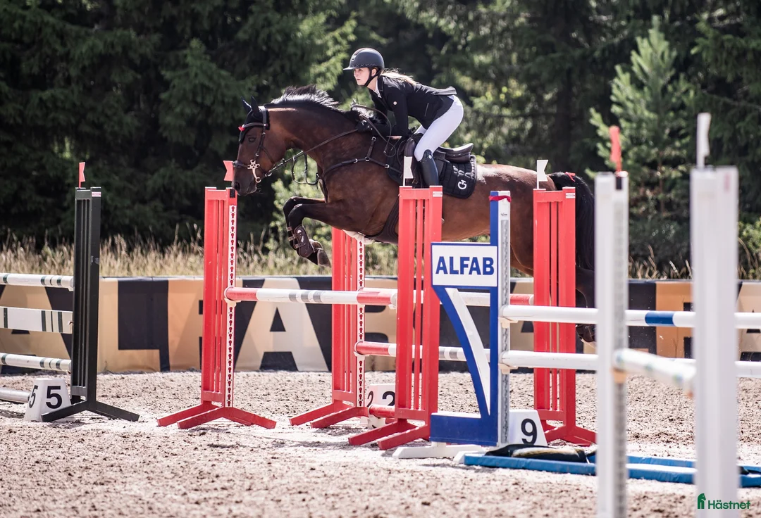 Hoppning hästar till salu: Coolt sto med mycket scope i Täby - Annons 1