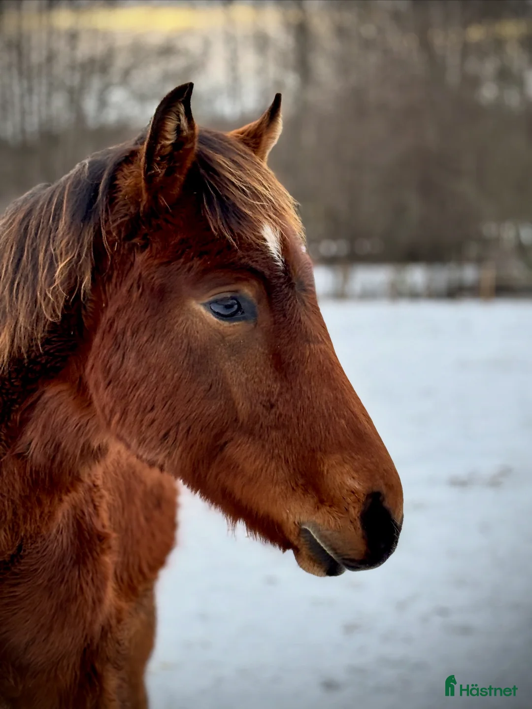 Hoppning hästar till salu: Vacker åring med prestationsstam - Annons 2
