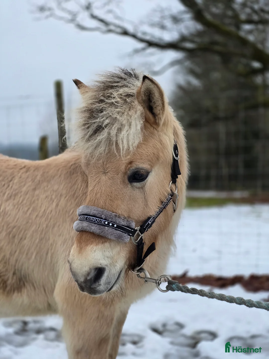 Allround hästar till salu: Charmig fjordhäst - Annons 2