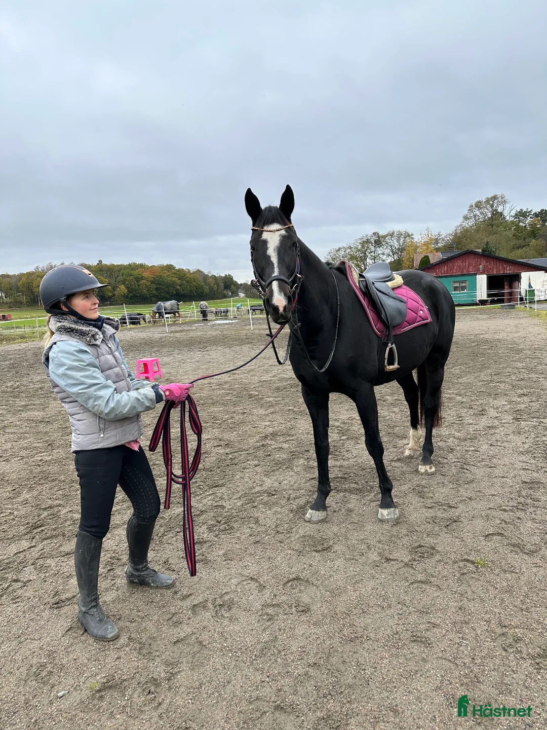 Allround hästar till salu: Projekthäst säljes i Harestad - Annons 2