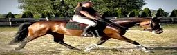 Allround hästar till salu: Mila – 10-Year-Old Beautiful Versatile Family Mare - Annons 16