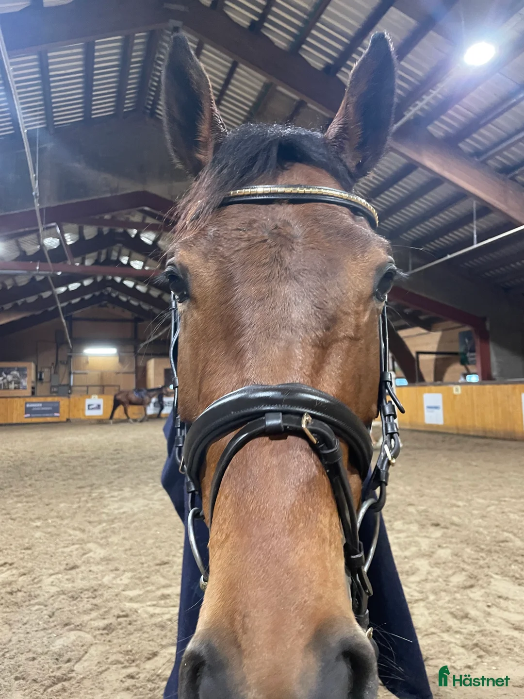 Hoppning hästar till salu: Unghest selges  i Lier - Annons 5