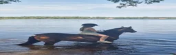 Allround hästar till salu: Ljuvligt sto för allround ❤️ - Annons 7