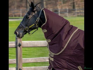 Täcken hästutrustning till salu: SÖKER, halstäcke - Annons 23