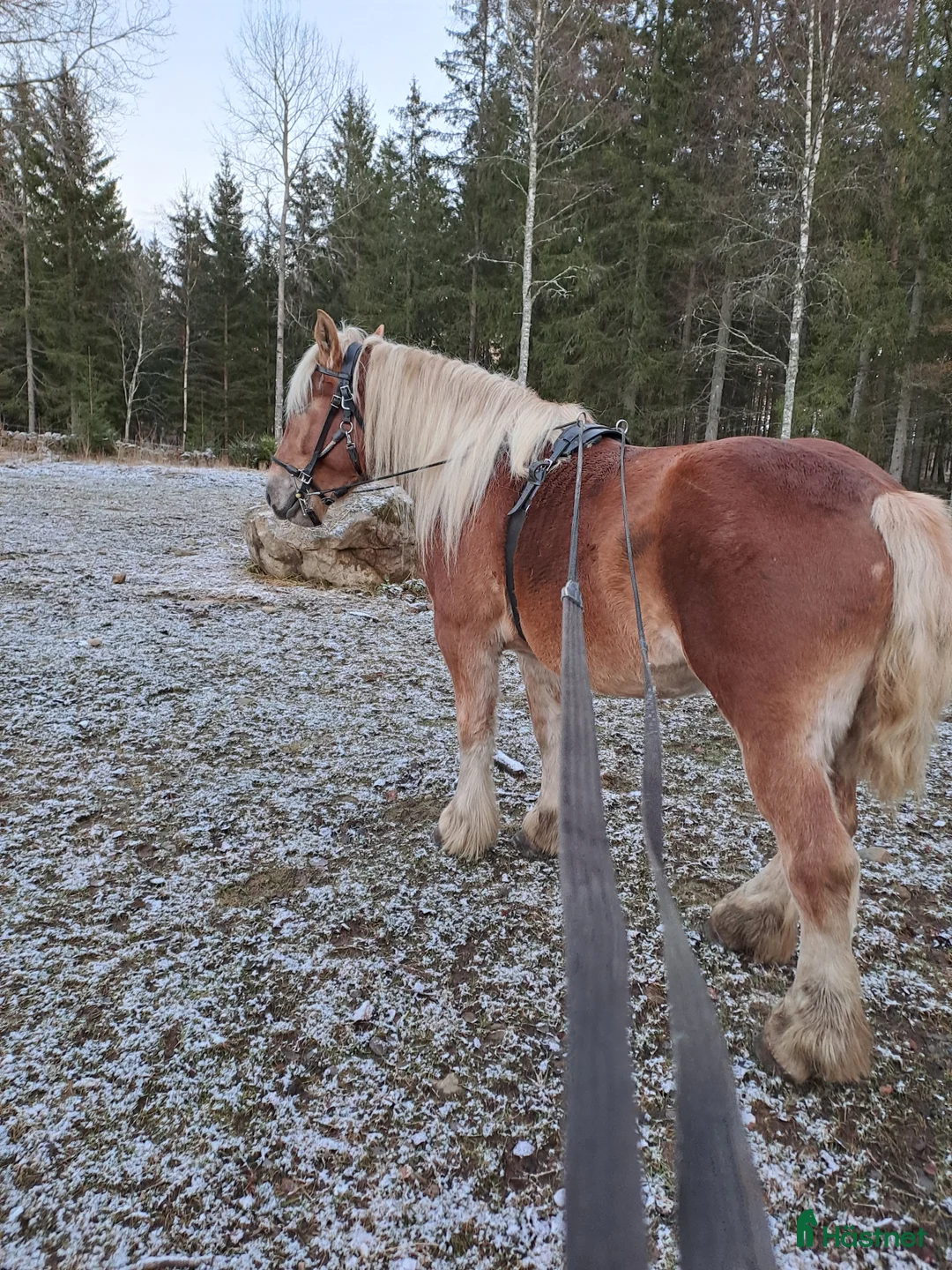  medryttarhäst finnes: 2st medryttarhästar i Älmhult - Annons 4