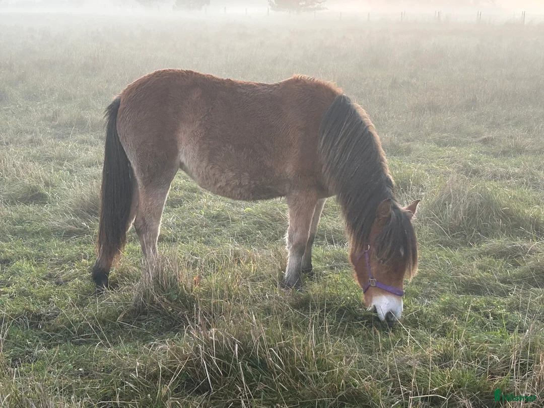 Allround hästar till salu: Blåögd liten skönhet  - Annons 4