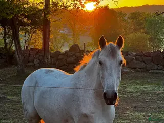 hästar Lusitanovalack med stor potential 🌸 - Annons 2